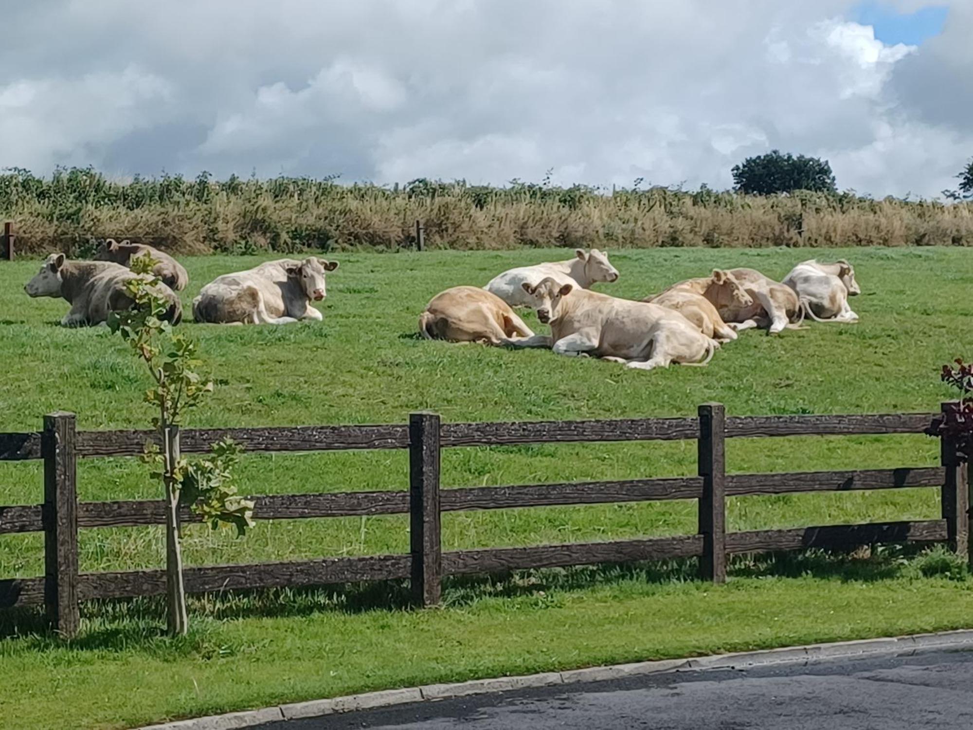 Country Haven Eircode H54 Ak31 Leilighet Galway Eksteriør bilde
